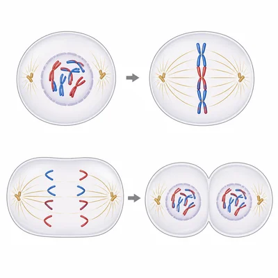 Four-stage mitosis sequence showing chromosomes condense, align, separate, and form two daughter cells.