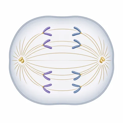 Anaphase cell with sister chromatids being pulled to opposite poles.