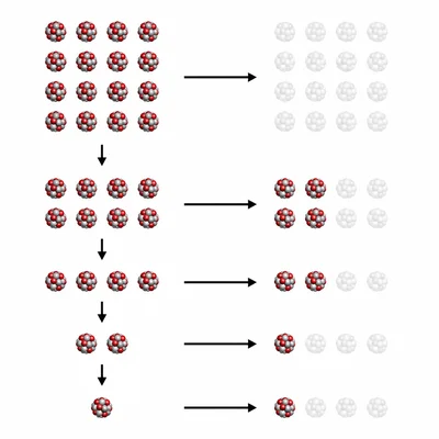A sample of undecayed nuclei shown halving repeatedly through four half-lives.