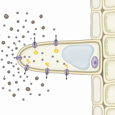 A root cell using active transport to move mineral ions inward against a gradient.