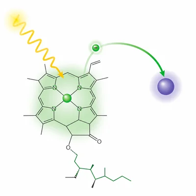 Chlorophyll pigments absorbing light and passing an energized electron to a carrier.