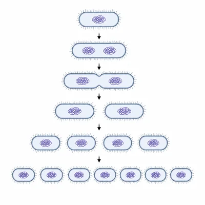 A sequence of bacterial cells doubling across several stages.