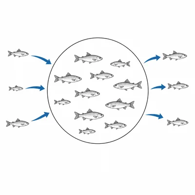 A fish population diagram with arrows showing fish entering and leaving the population.