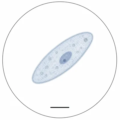Microscope-style cell image with a scale bar about one-third of the cell length.