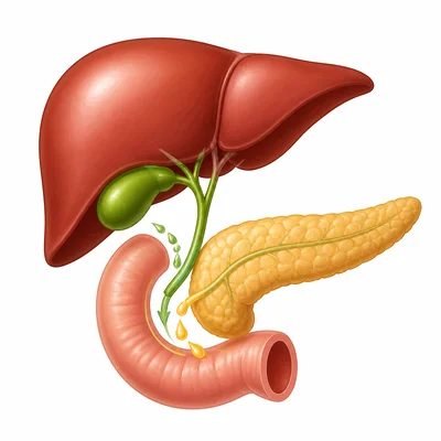 Liver, gallbladder, and pancreas helping digestion without food passing through them.