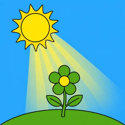 The Sun shining on a flower.
