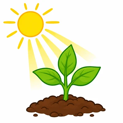 Sunlight shining on a growing plant.