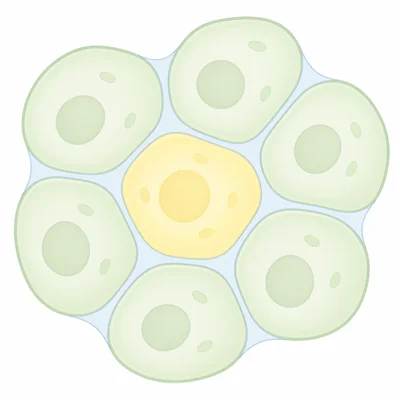 A cell interior highlighted with spaces between nearby cells visible.